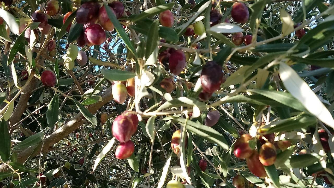 L'Esperluette En Camargue Acomodação com café da manhã Uchaud Exterior foto